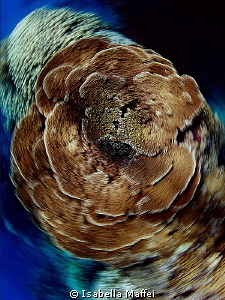 SEA FLOWER TWISTED by Isabella Maffei 